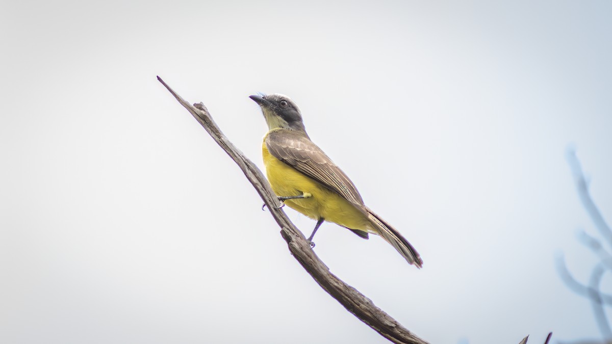 Bienteveo Sociable - ML644315954