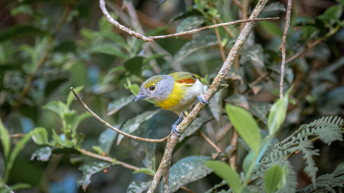 Green-backed Becard (Green-backed) - ML644315968