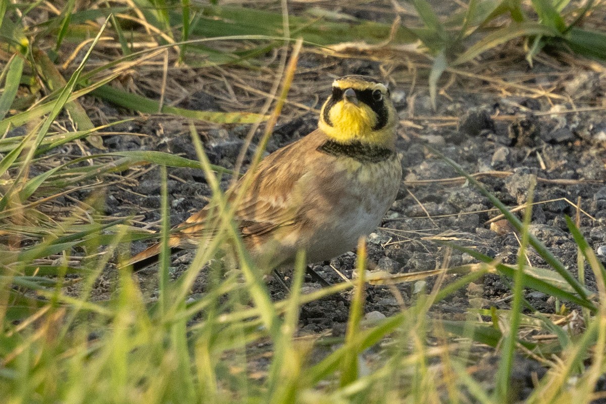 Alondra Cornuda (Americana Oscura) - ML644315976