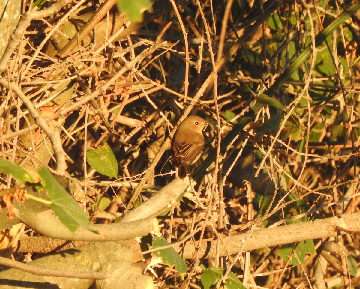 rødstjert - ML644315977