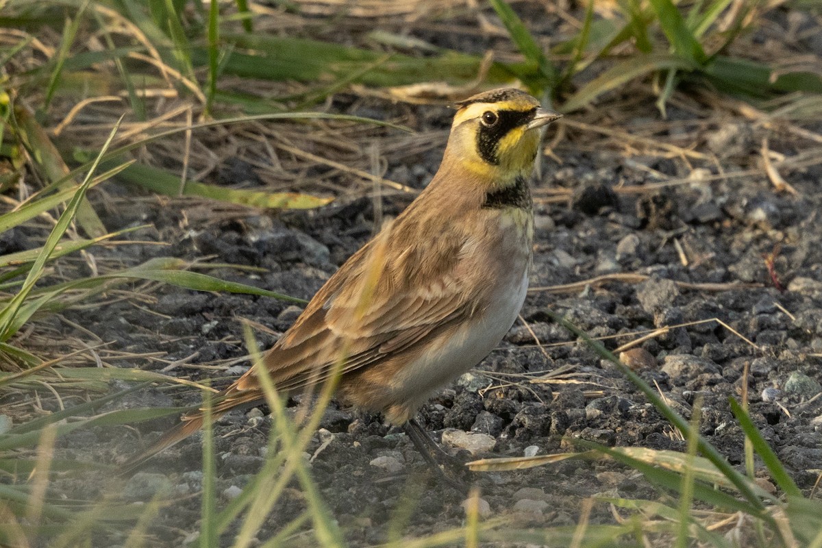 Alondra Cornuda (Americana Oscura) - ML644315979