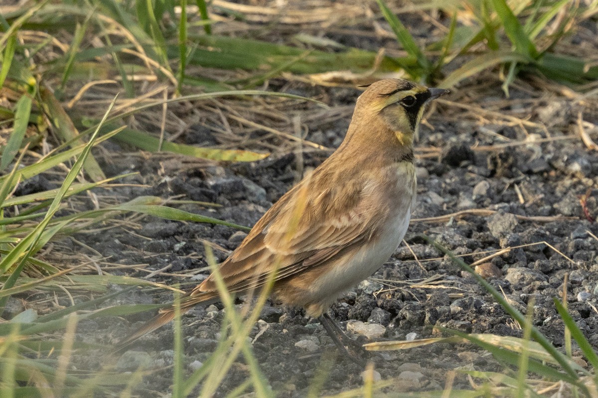 Alondra Cornuda (Americana Oscura) - ML644315980