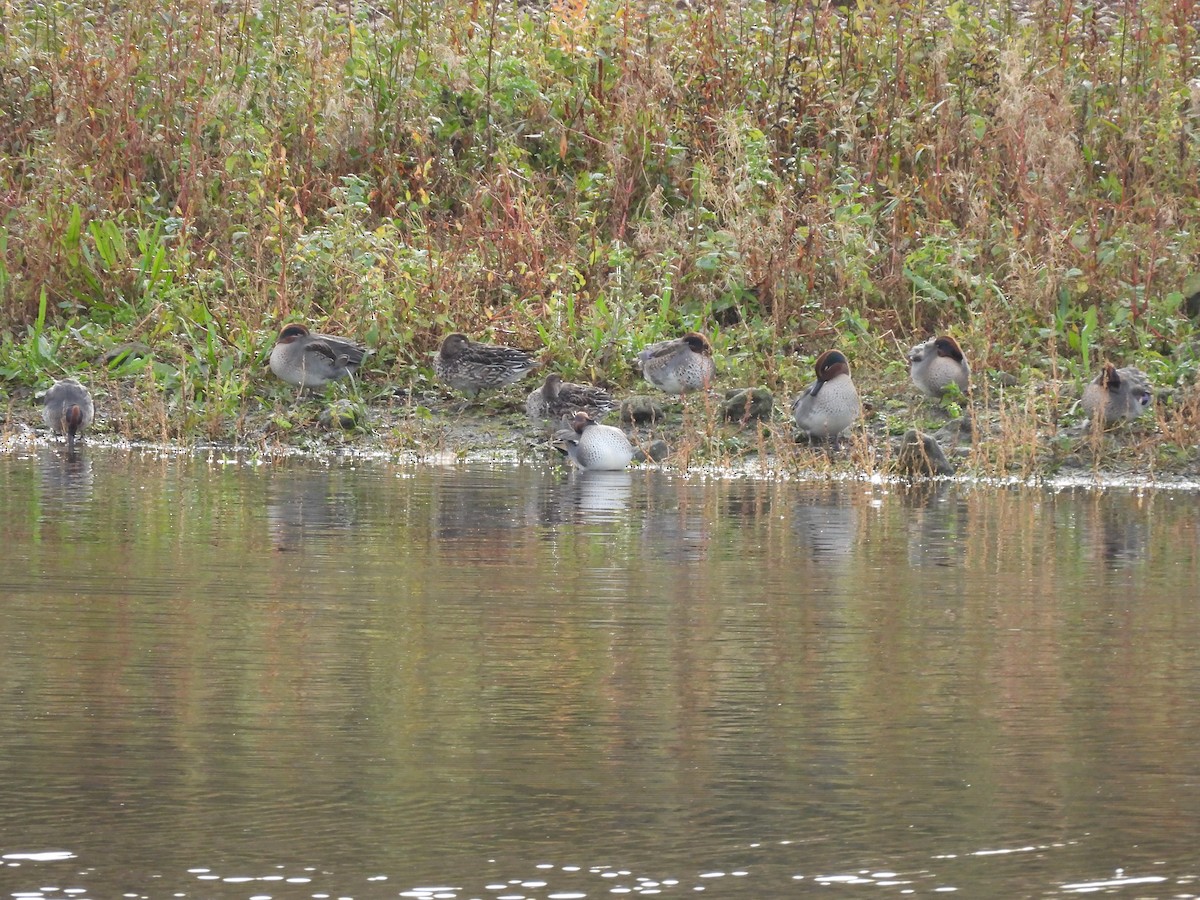 Green-winged Teal (Eurasian) - ML644315993