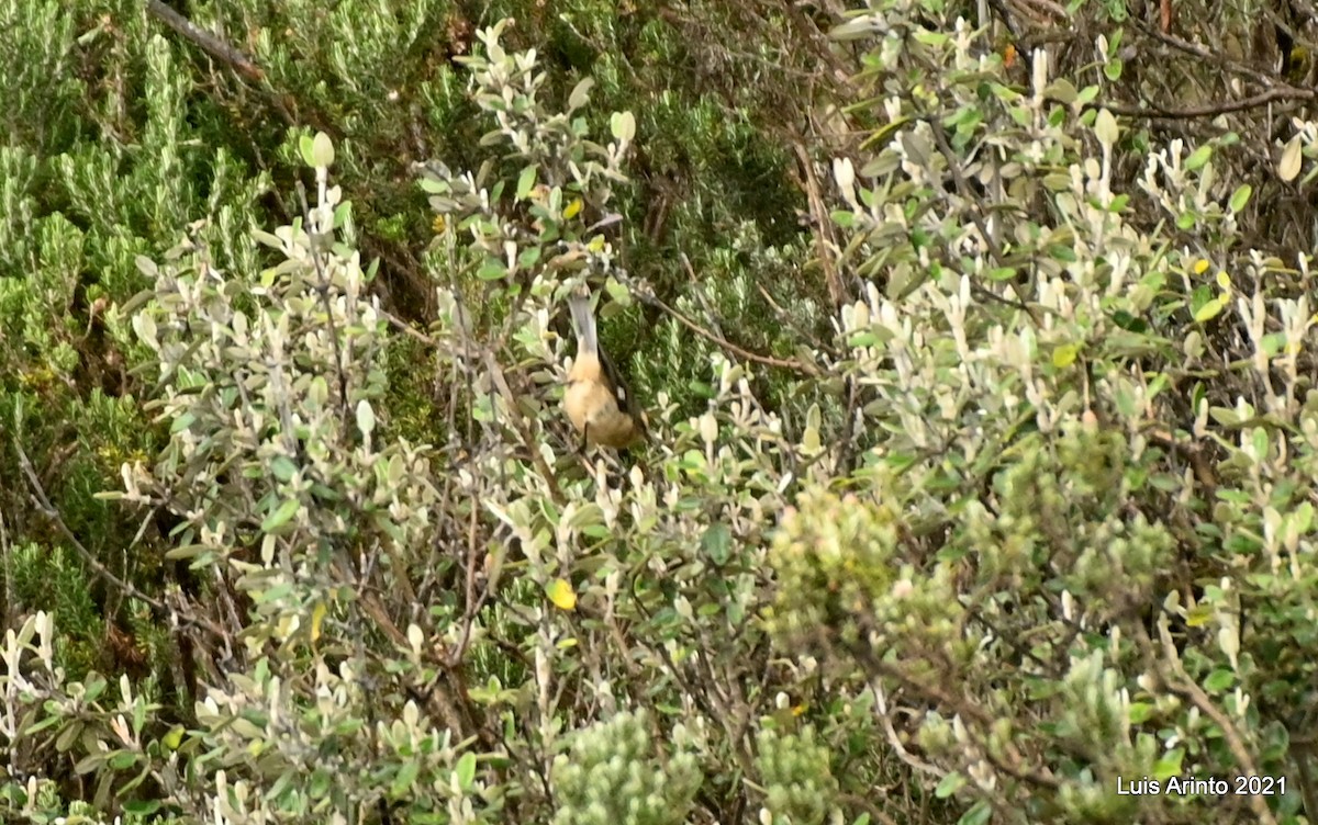 Conirostre cendré - ML644315994