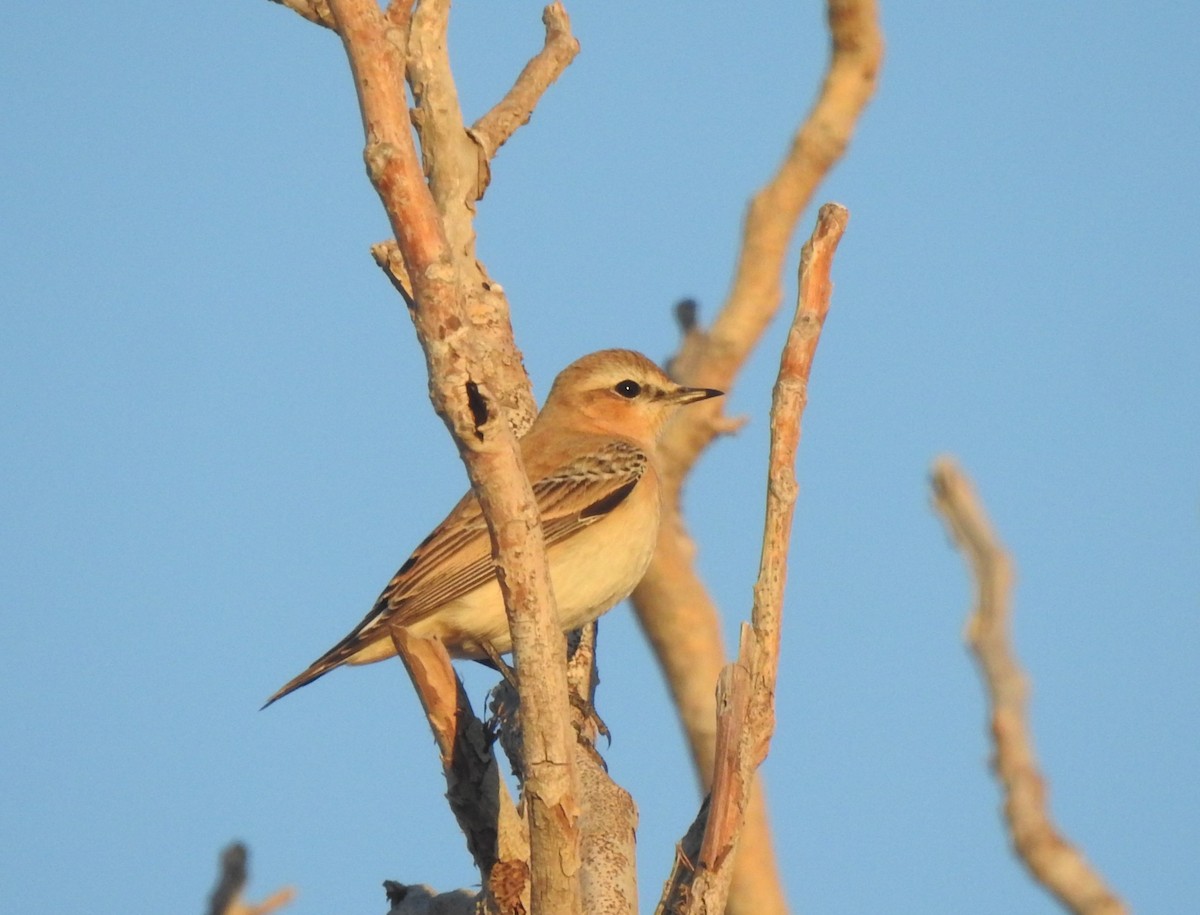 isabellasteinskvett - ML644315995