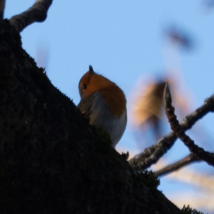 European Robin - ML644315996