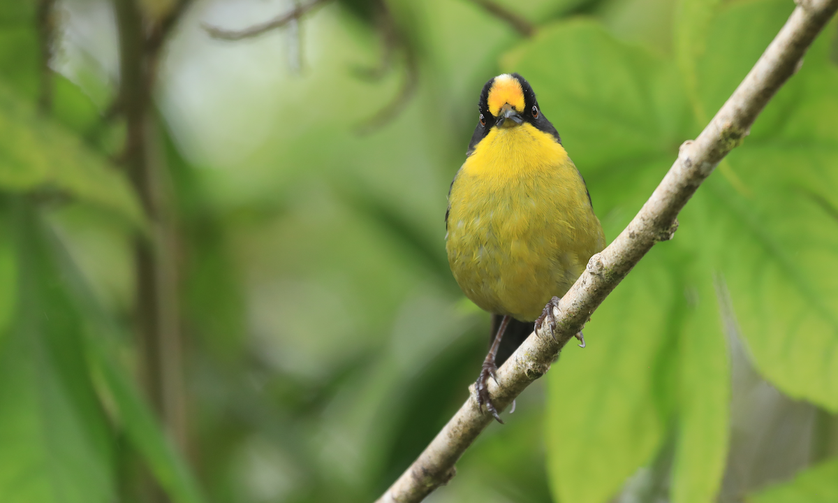 Pale-naped Brushfinch - ML644315999