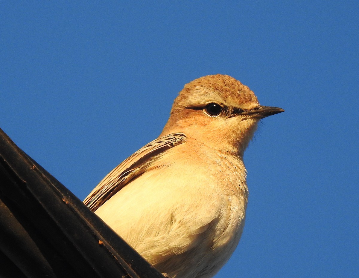 isabellasteinskvett - ML644316002