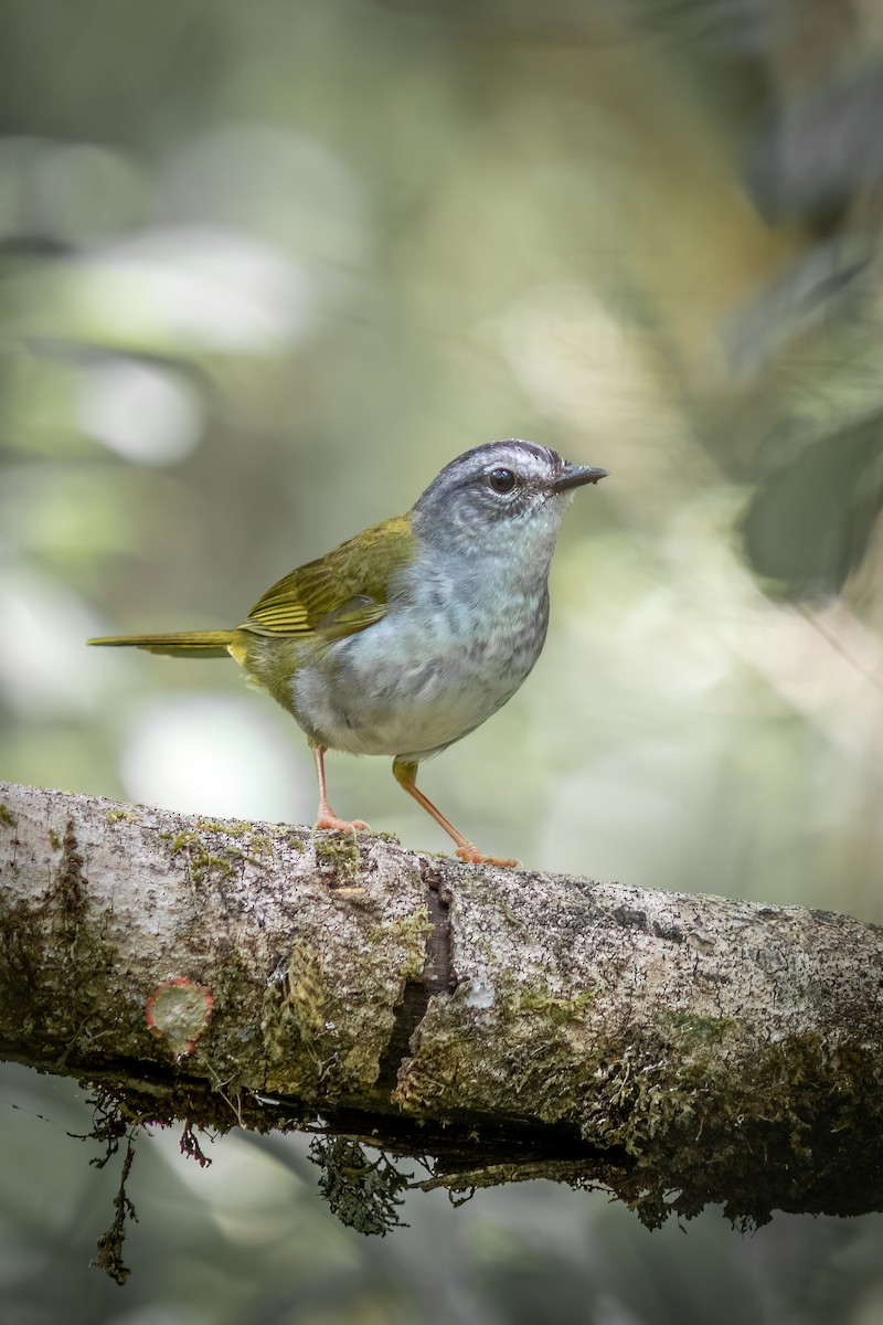 White-browed Warbler - ML644316007