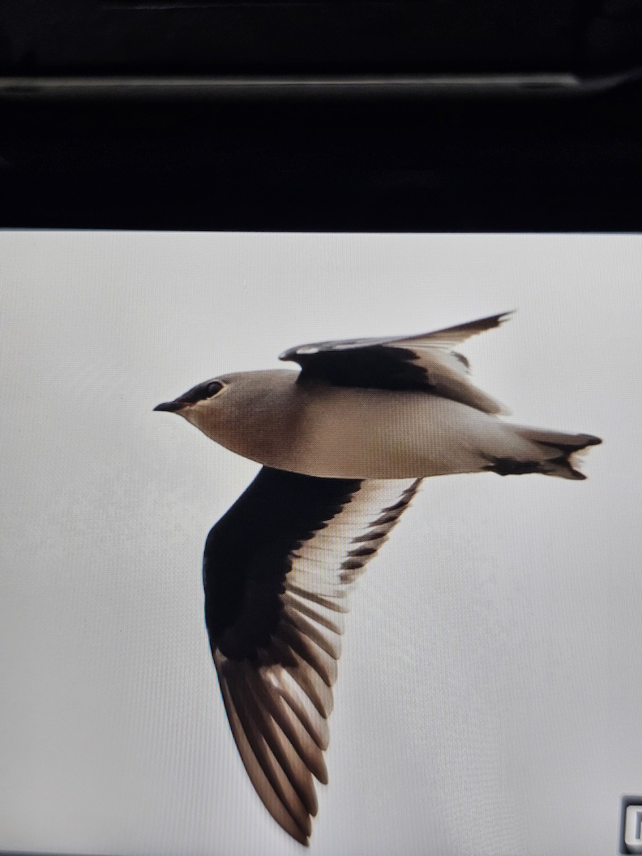 Small Pratincole - ML644316008