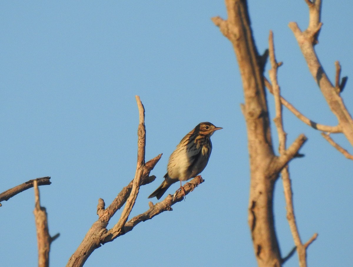 trepiplerke - ML644316016