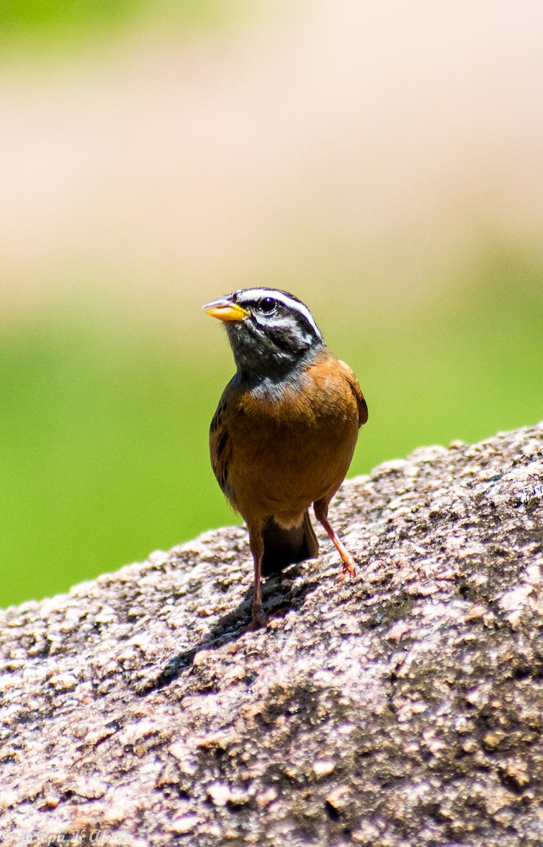 strnad šedohrdlý - ML644316043