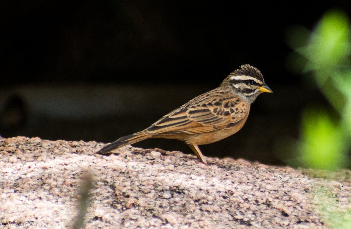 strnad šedohrdlý - ML644316044