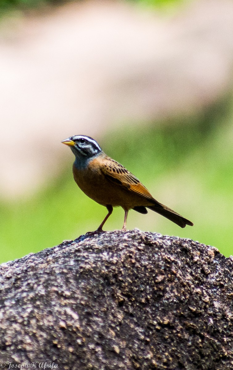 strnad šedohrdlý - ML644316045