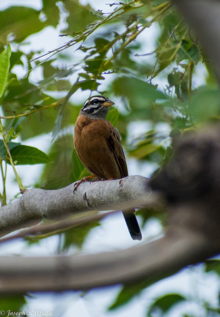 strnad šedohrdlý - ML644316046