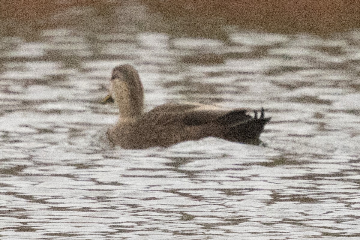 Mallard x American Black Duck (hybrid) - ML644316066