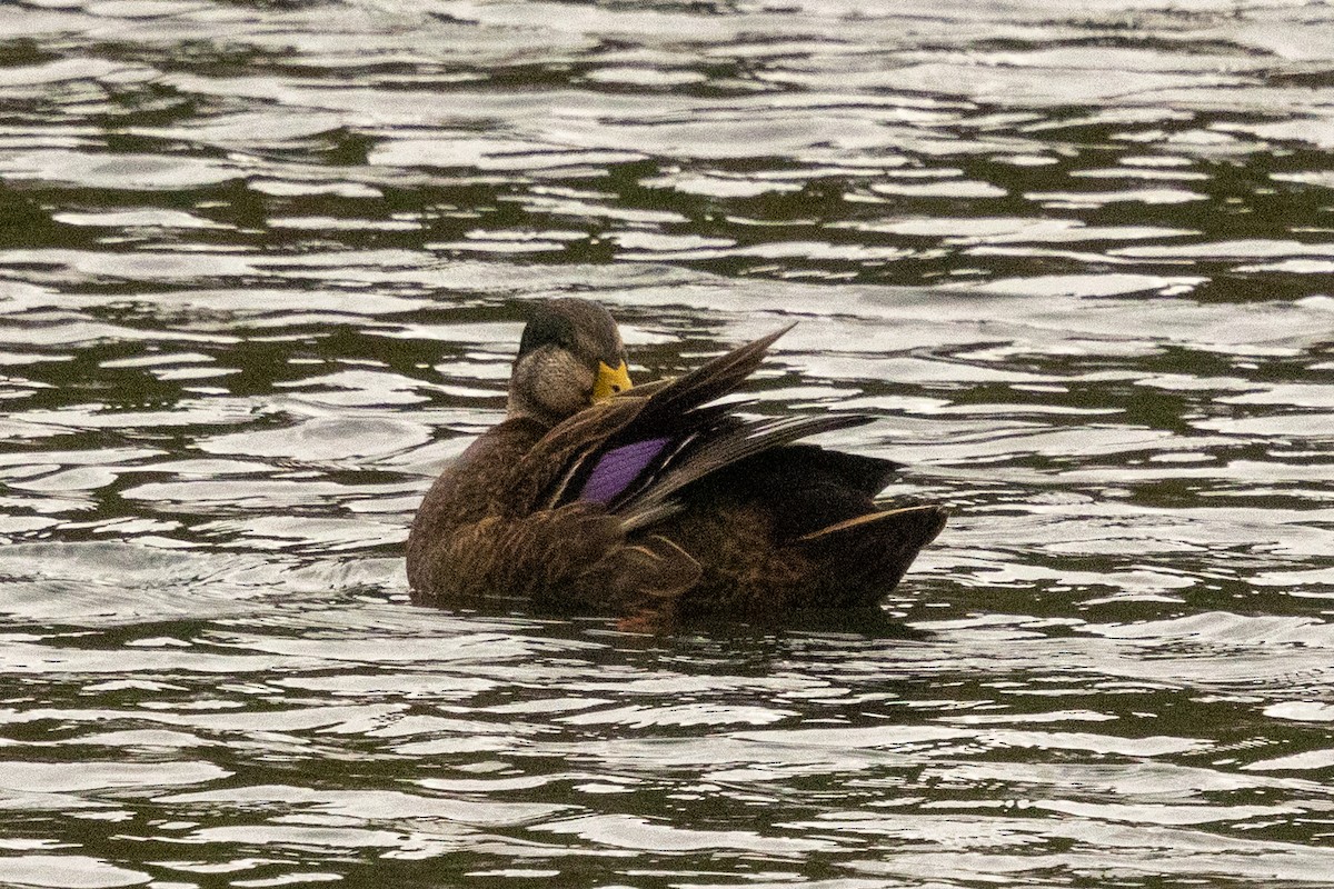 Mallard x American Black Duck (hybrid) - ML644316067