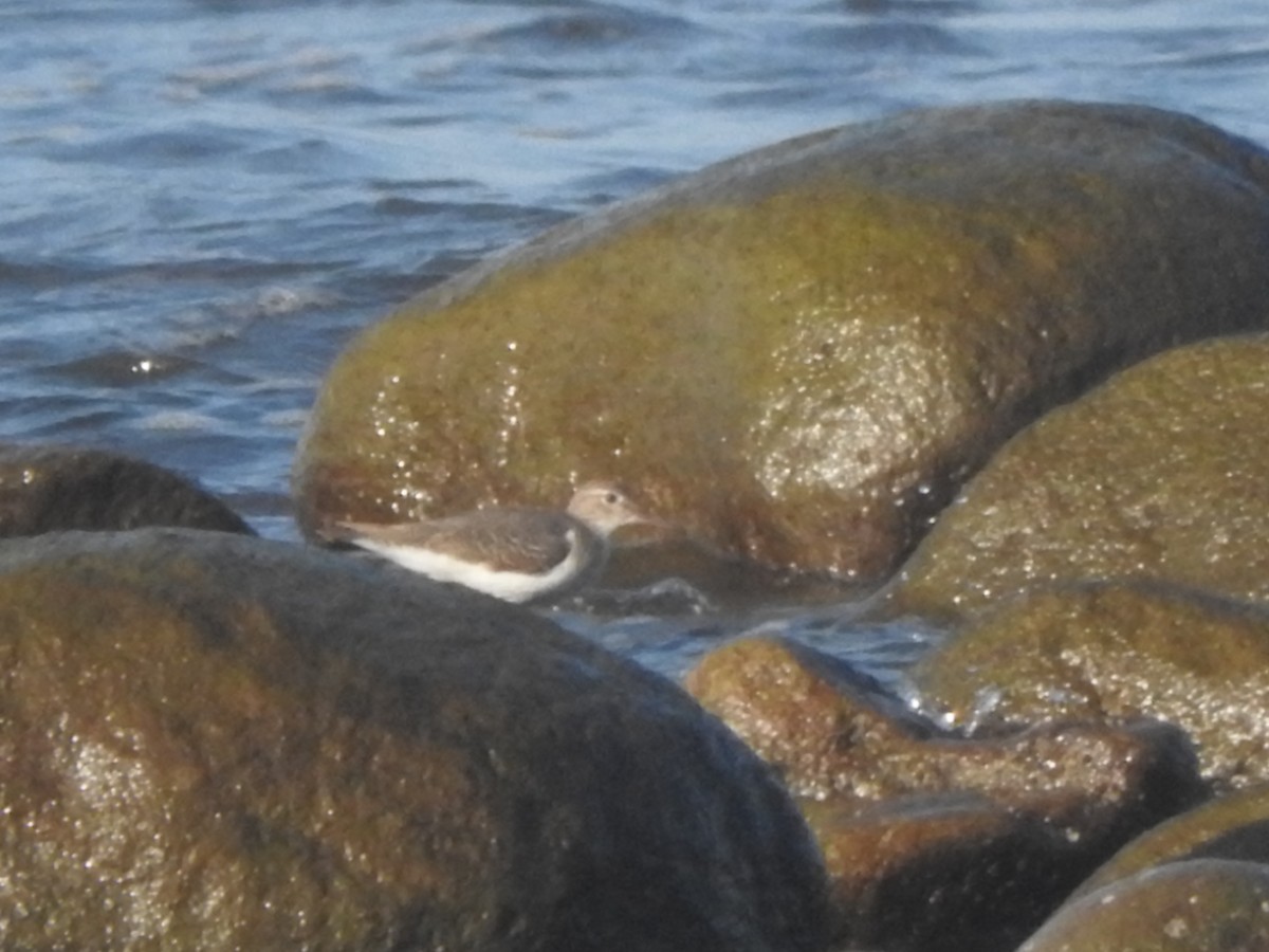 アメリカイソシギ - ML644316068