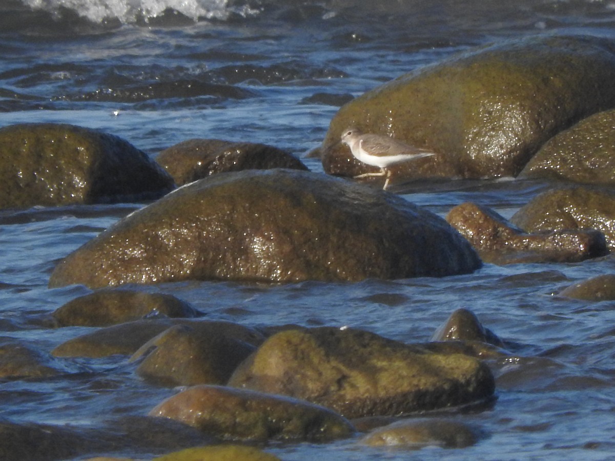 アメリカイソシギ - ML644316069