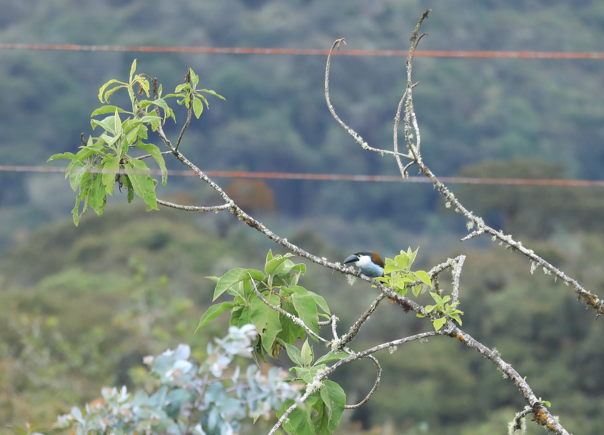 Black-billed Mountain-Toucan - ML644316070