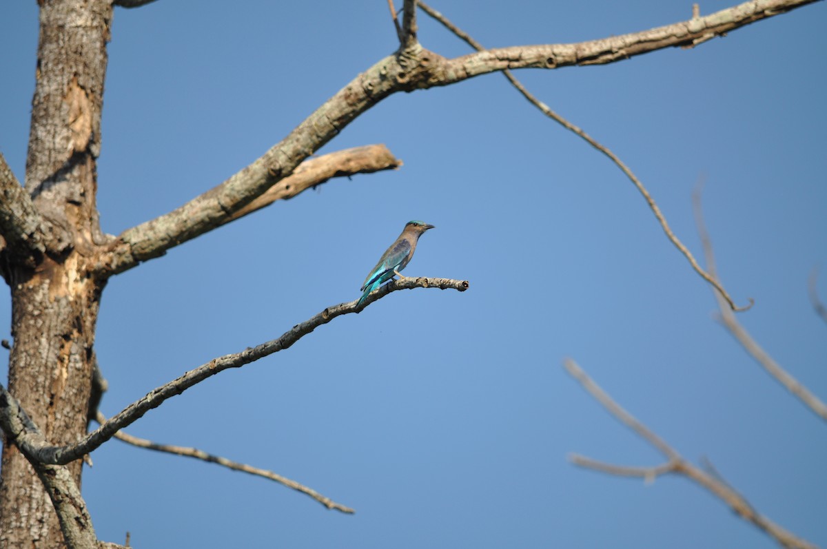 Сиворакша індокитайська - ML644316086