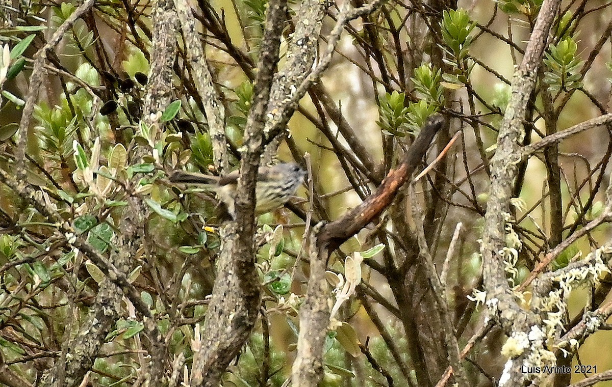 Taurillon mésange - ML644316087