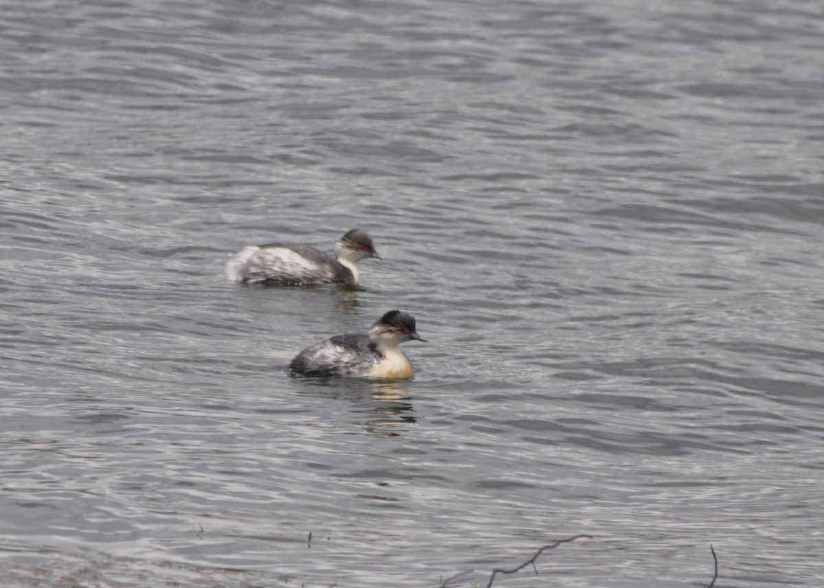 Пірникоза срібляста (підвид juninensis) - ML644316088