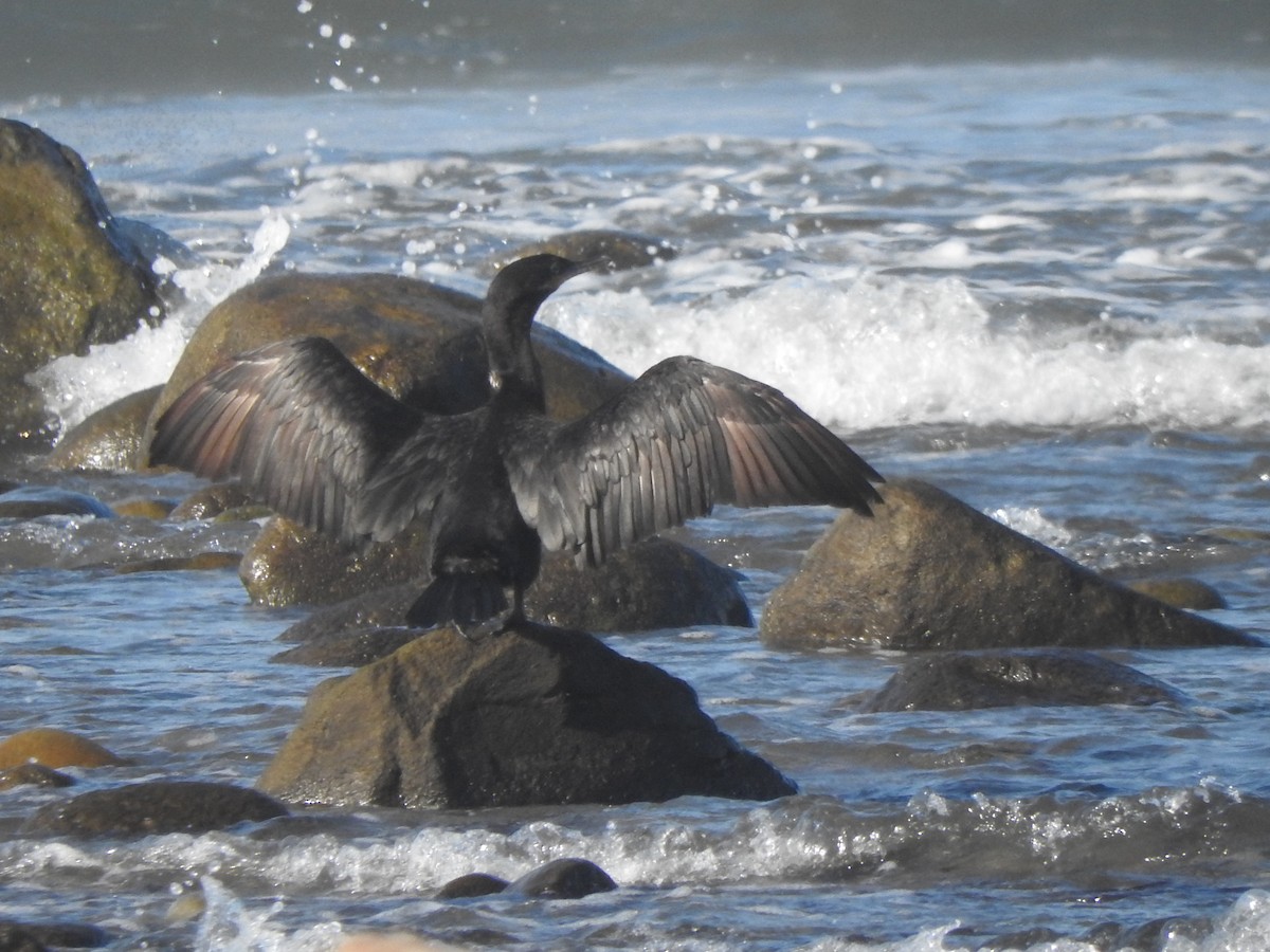 Neotropic Cormorant - ML644316089