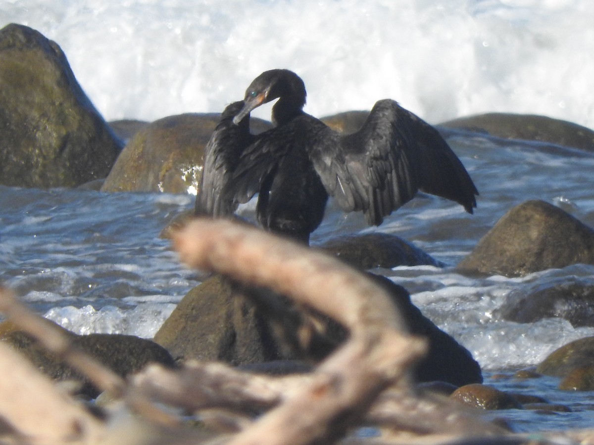 Neotropic Cormorant - ML644316090