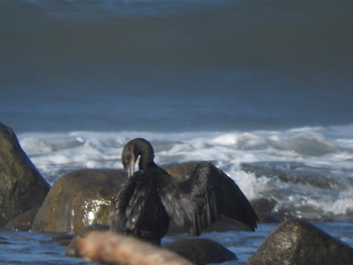 Neotropic Cormorant - ML644316091
