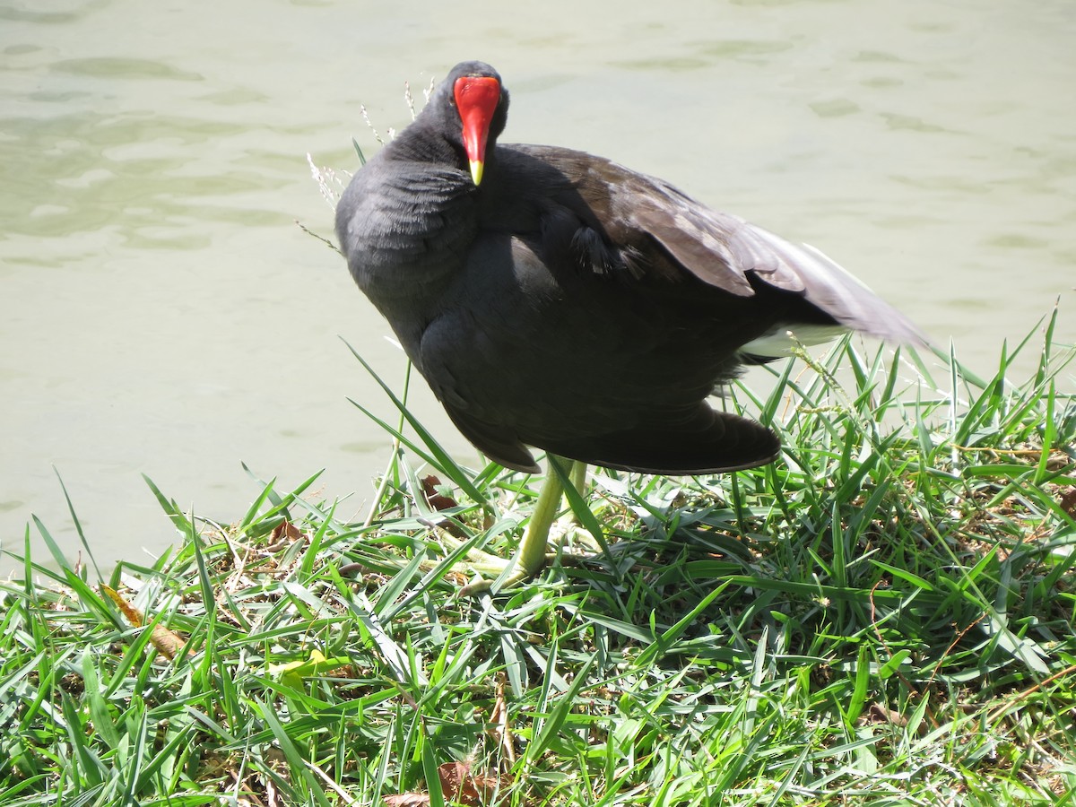 アメリカバン - ML644316094