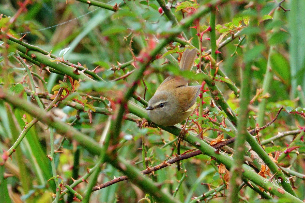Yellowish-bellied Bush Warbler - ML644316096