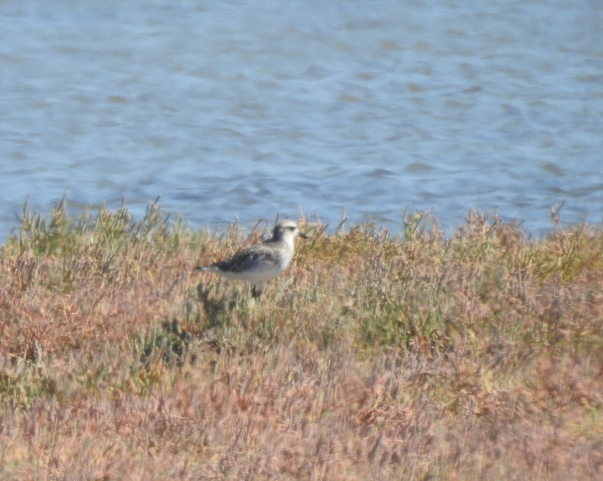 tundralo - ML644316107