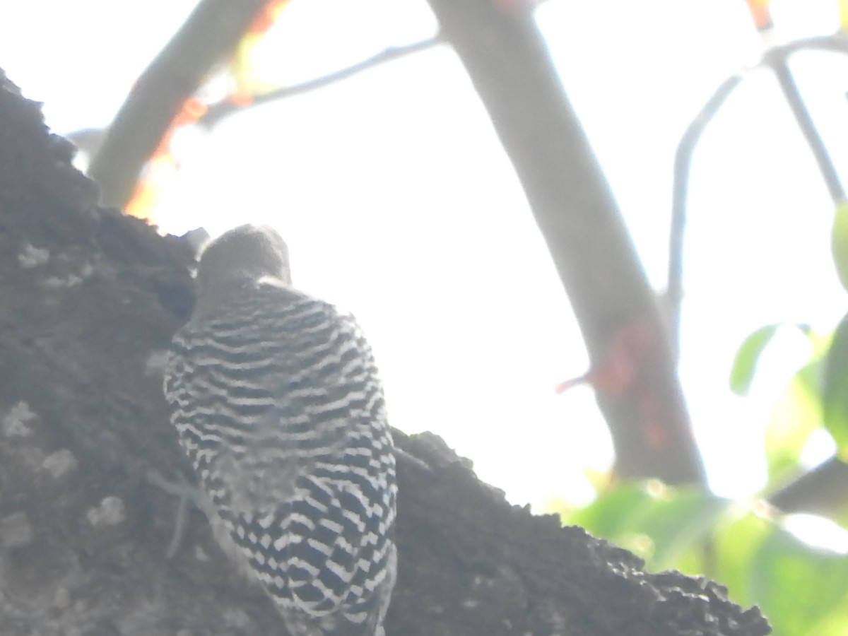 Pic des saguaros - ML644316108