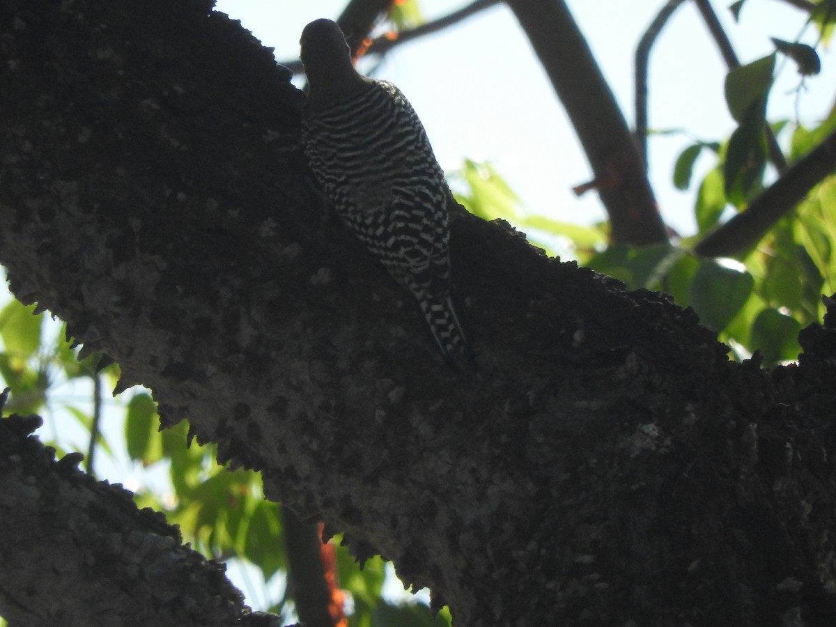 Pic des saguaros - ML644316109