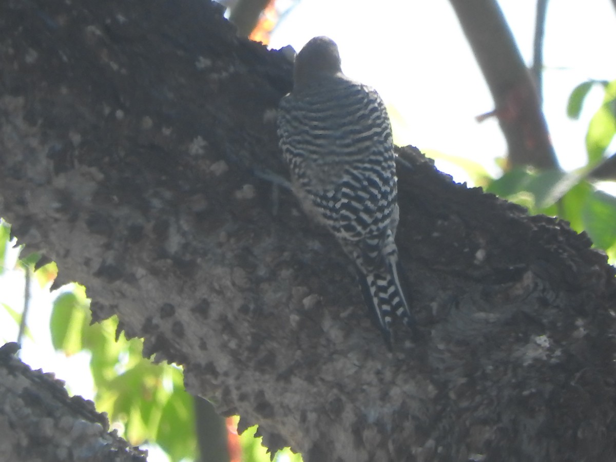 Pic des saguaros - ML644316110