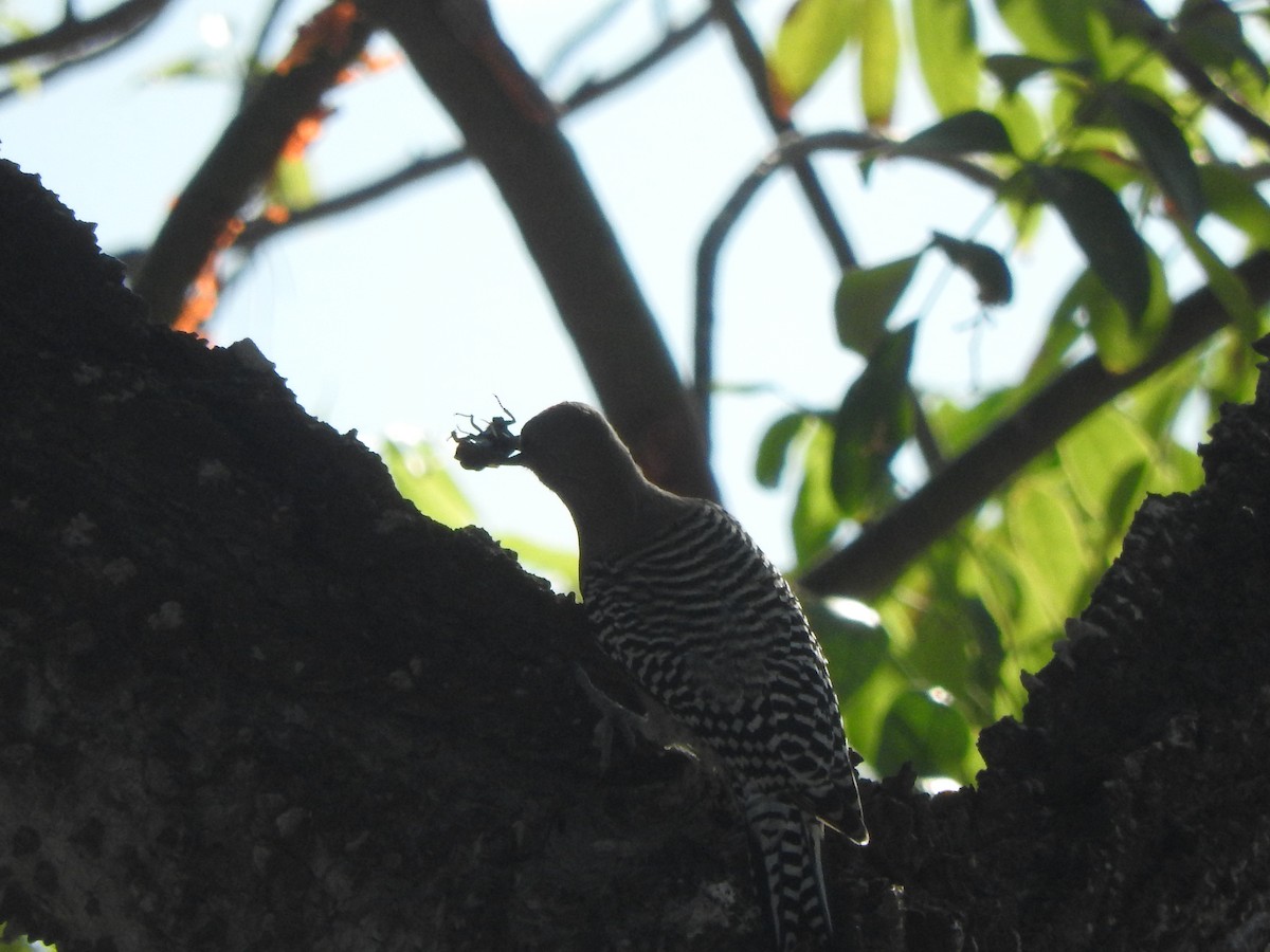 Pic des saguaros - ML644316111