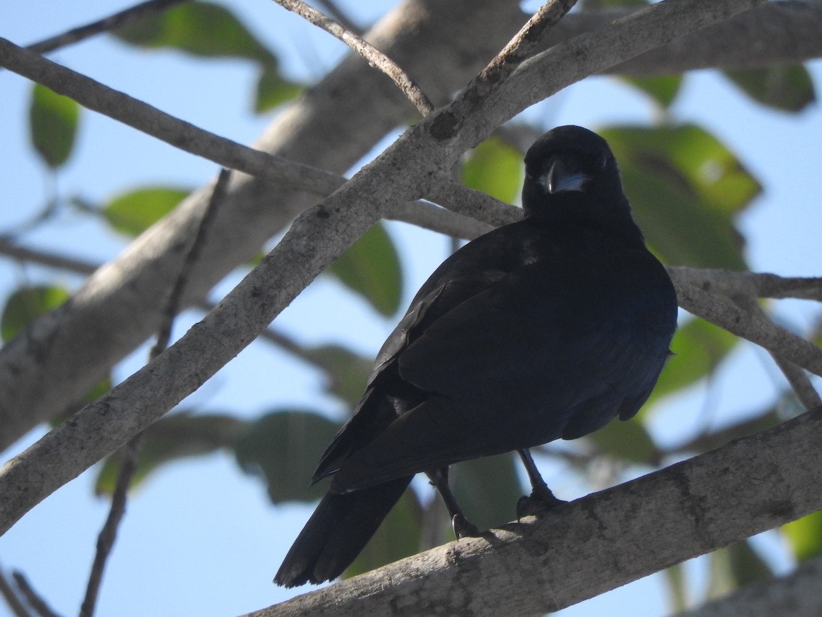 Sinaloa Crow - ML644316123