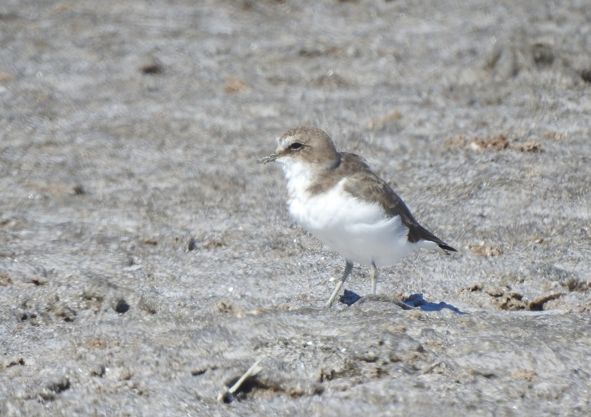 hvitbrystlo - ML644316125