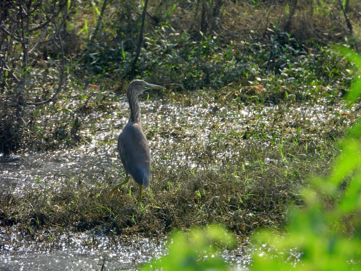Индийская прудовая цапля - ML644316128