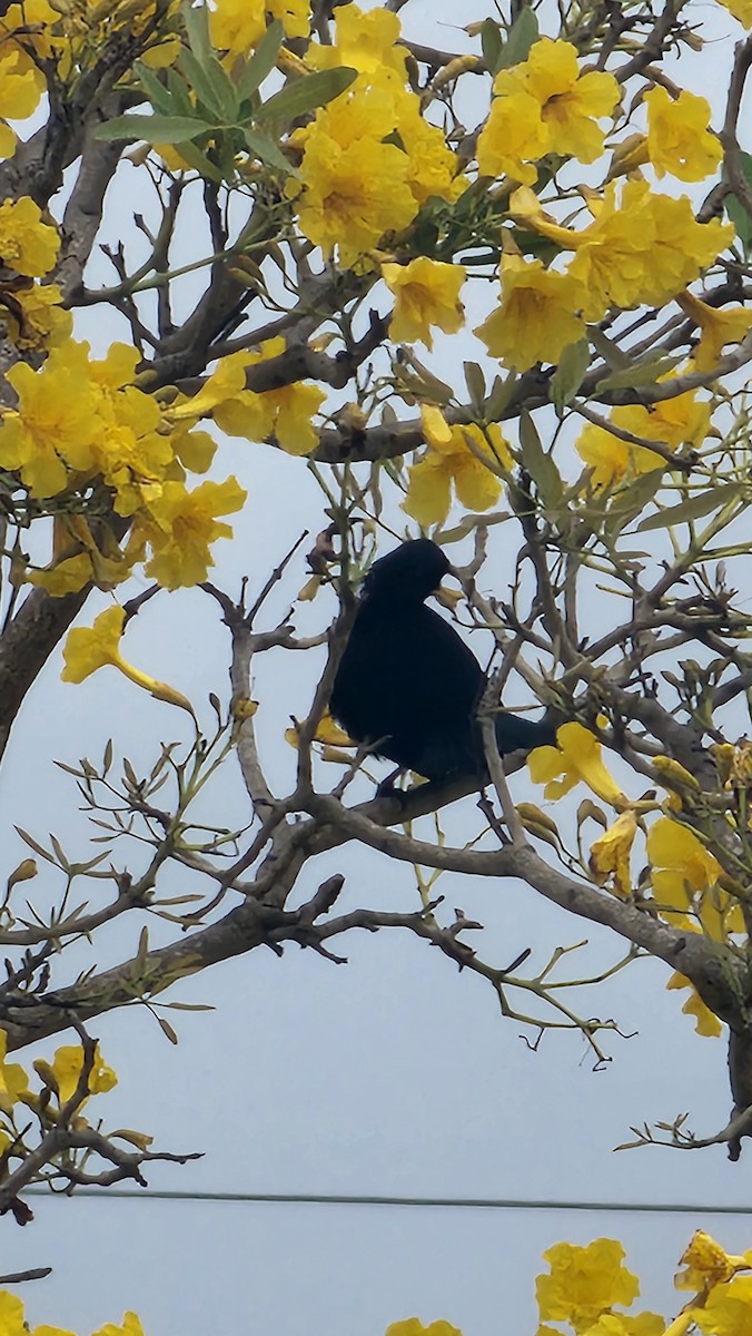 Scrub Blackbird - ML644316132