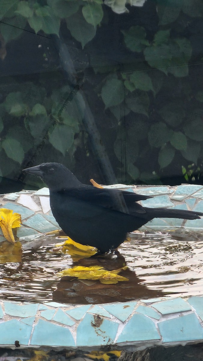 Scrub Blackbird - ML644316133