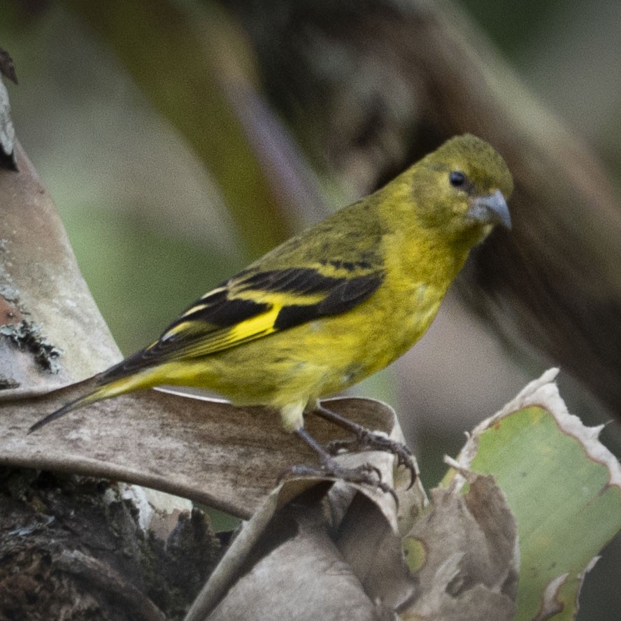 Magellanzeisig - ML644316141