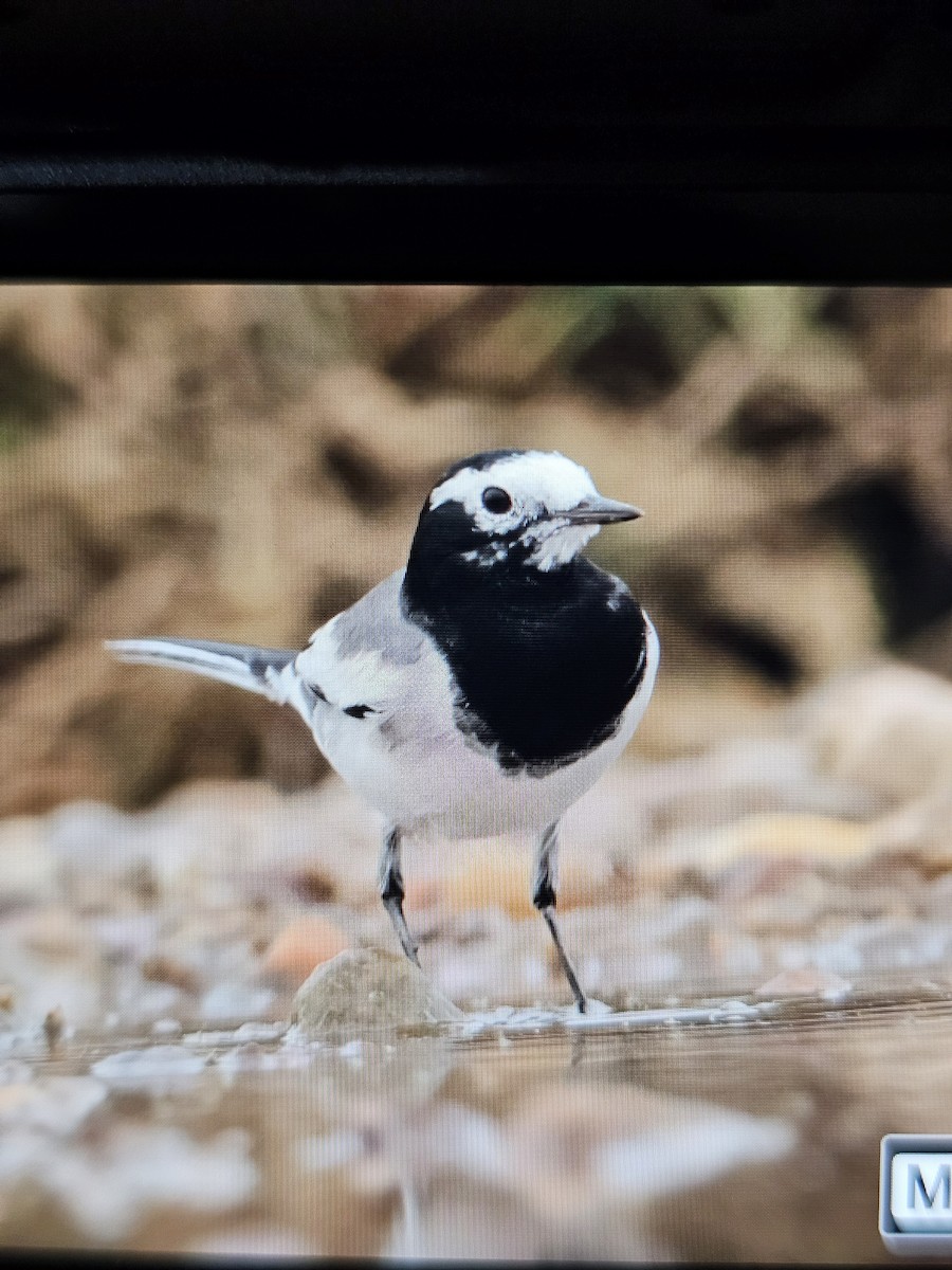 白鶺鴒 - ML644316146