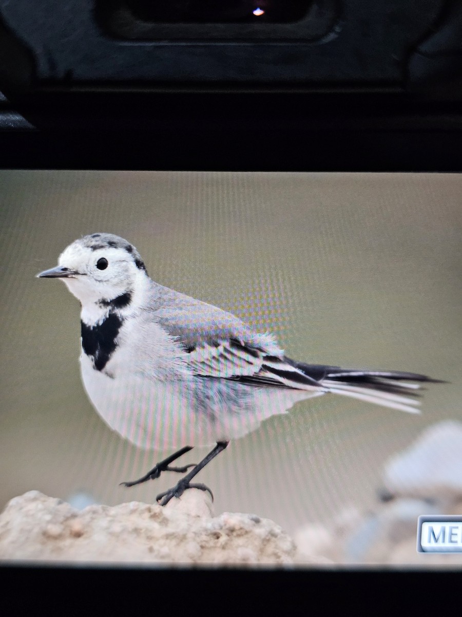 白鶺鴒 - ML644316147