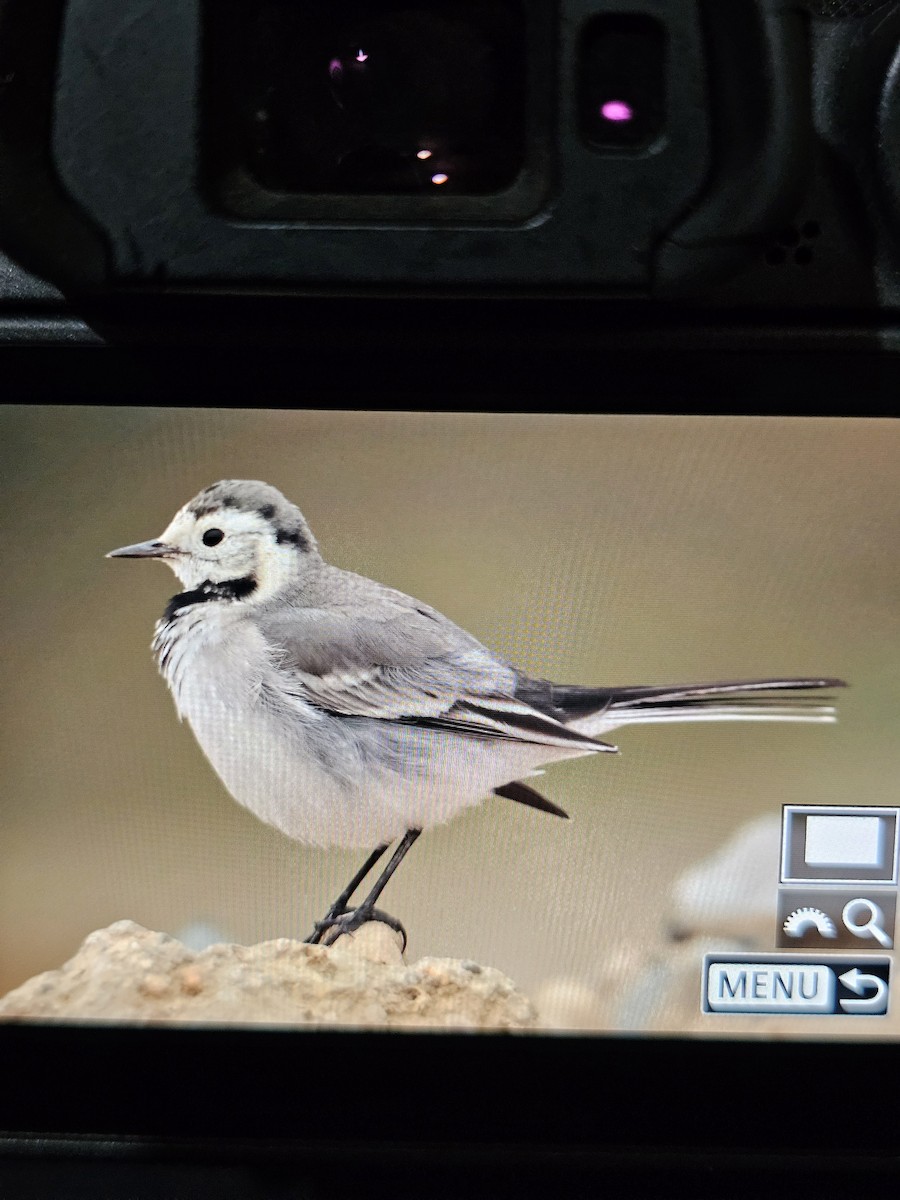 白鶺鴒 - ML644316148