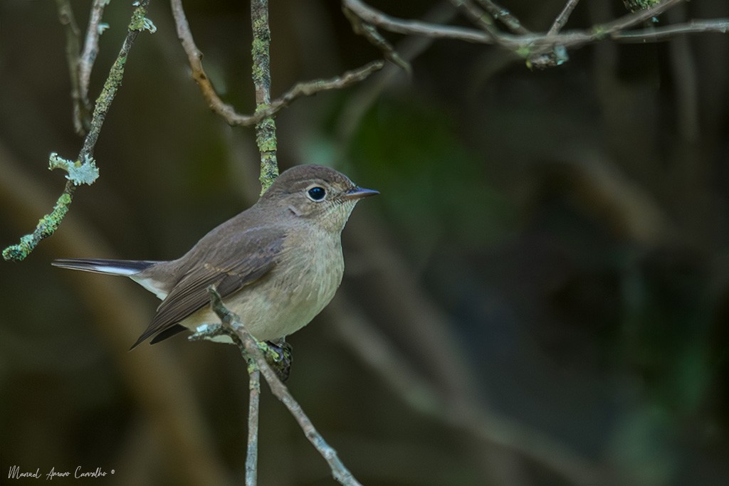 Red-breasted Flycatcher - ML644316153