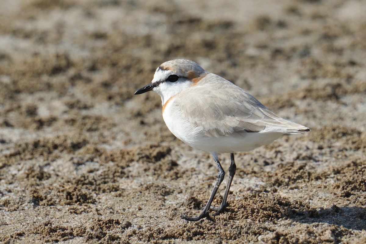 Chestnut-banded Plover - ML644316154