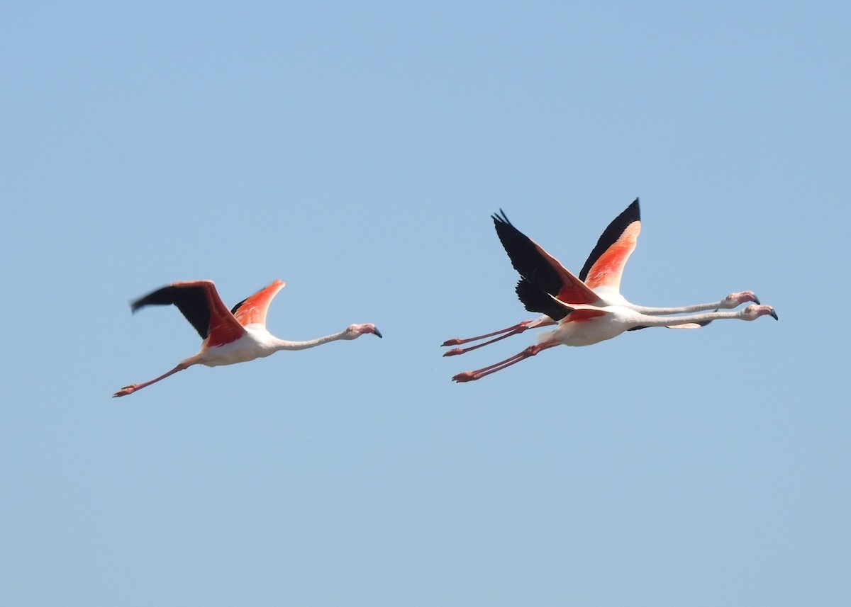 rosenflamingo - ML644316155