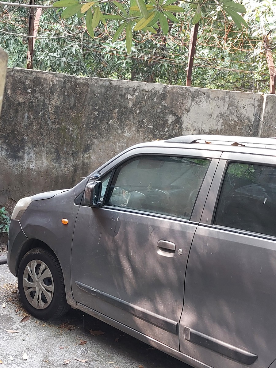 Oriental Magpie-Robin - ML644316156